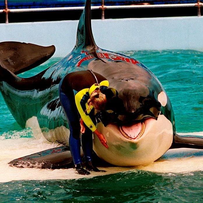Lolita the orca dies at Miami Seaquarium after half-century in captivity